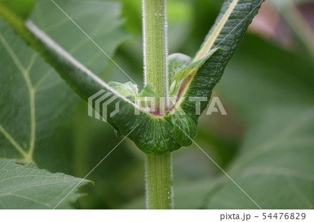 ヤーコンの葉柄 54476829