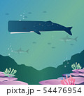 sperm whale 54476954