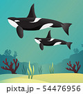 Killer whale Orca 54476956