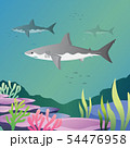 Great white shark 54476958