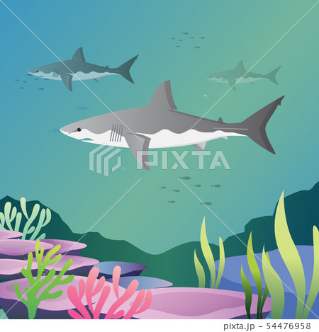 Great white shark Great white shark 54476958