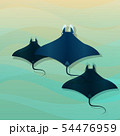 Manta Ray 54476959