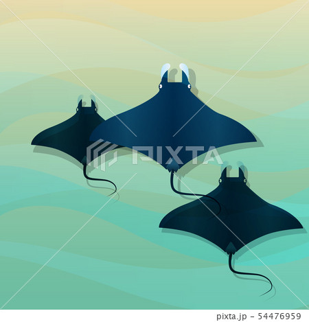 Manta Ray 54476959