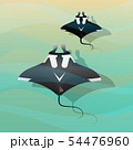 Manta Ray 54476960