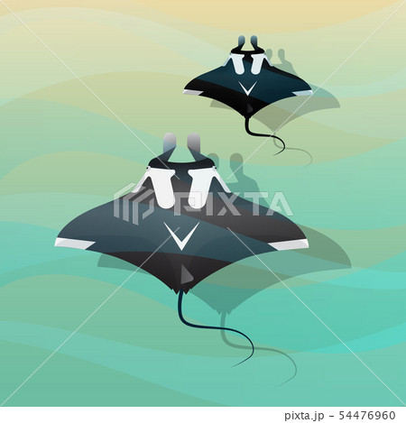 Manta Ray 54476960