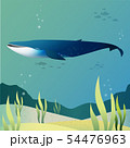 Blue whale 54476963