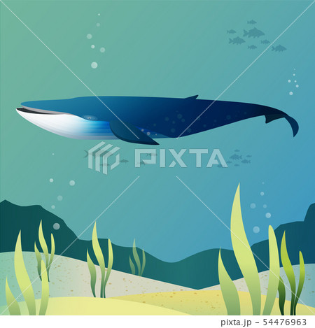 Blue whale 54476963