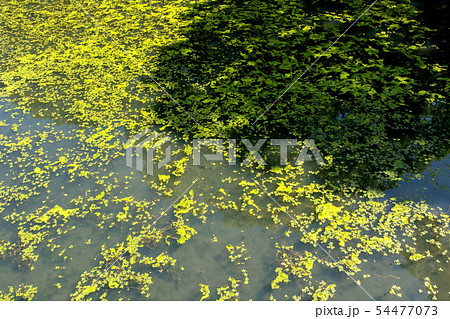 江戸城のお堀 江戸城のお堀 54477073