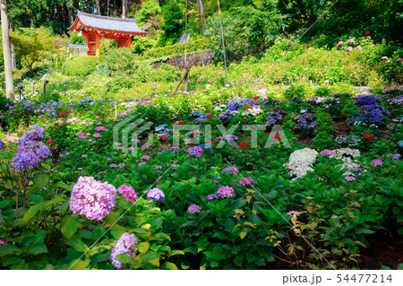 紫陽花 紫陽花 54477214