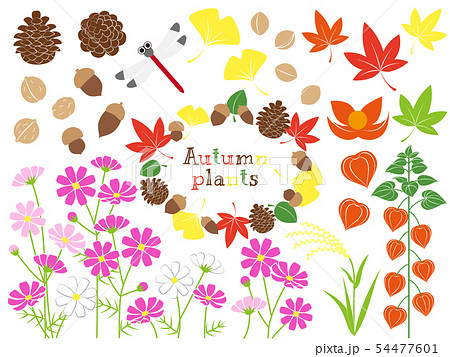 秋の植物のイラスト素材