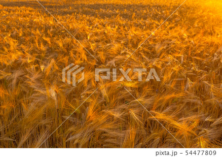 Dry wheat field, drought condintions with heat Dry wheat field, drought condintions with heat 54477809