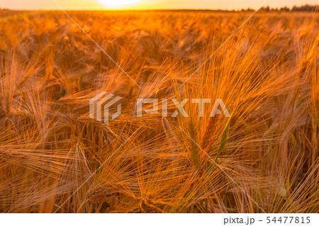 Dry wheat field, drought condintions with heat 54477815