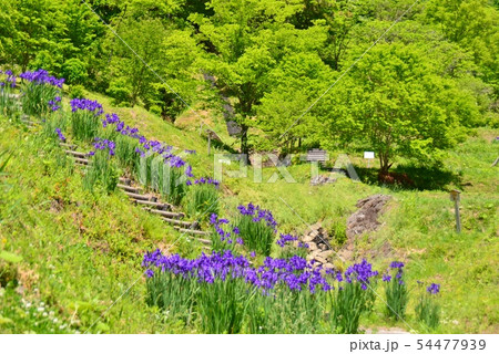 薬師沢石張水路工群とアヤメの花 54477939