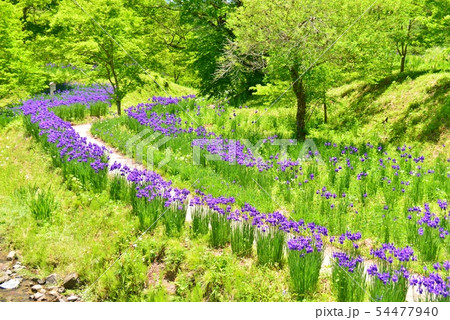 あやめの花が咲く石張水路工 あやめの花が咲く石張水路工 54477940
