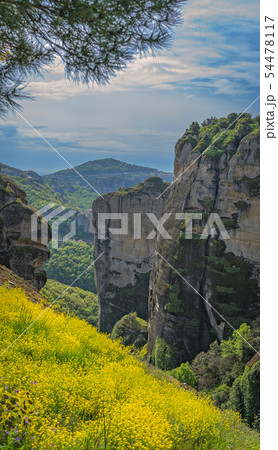 Meadow of yellow flowers in Meteora Meadow of yellow flowers in Meteora 54478117