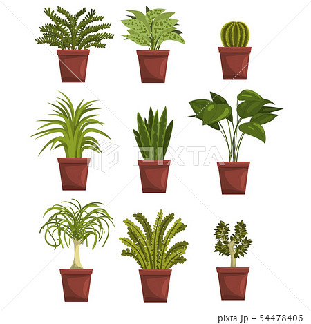 Set of pot green deciduous plants with leaves. Sansevieria, cactus, pipal, bonsai, palm tree 54478406