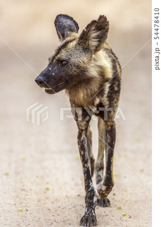 African wild dog in Kruger National park, South 54478410