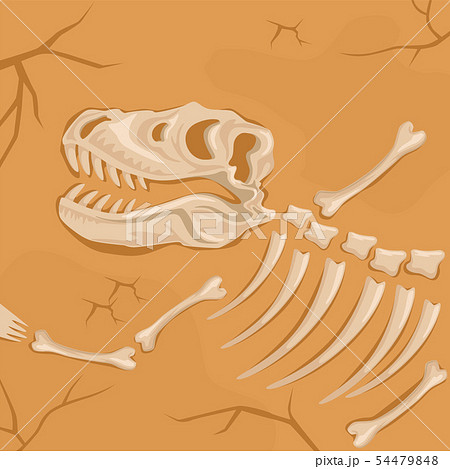 Fossilized Dinosaur Skeleton Buried In The のイラスト素材 54479848 Pixta