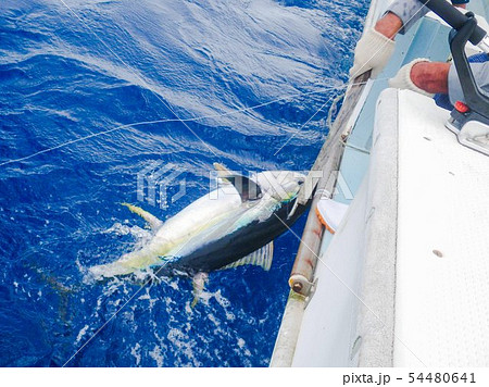 沖縄久米島パヤオのキハダマグロ釣り 54480641