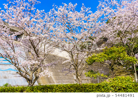 矢筈ダムの桜　【佐賀県武雄市】 54481491