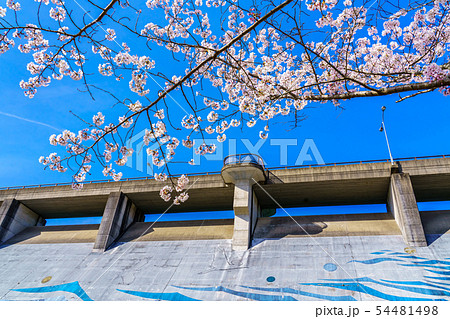 矢筈ダムの桜 【佐賀県武雄市】 矢筈ダムの桜 【佐賀県武雄市】 54481498