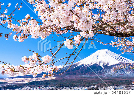 《山梨県》富士山と桜・日本の春 《山梨県》富士山と桜・日本の春 54481617