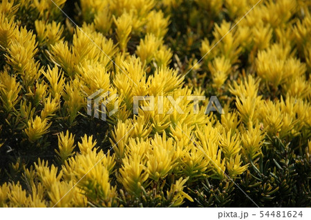 黄金伽羅木 54481624