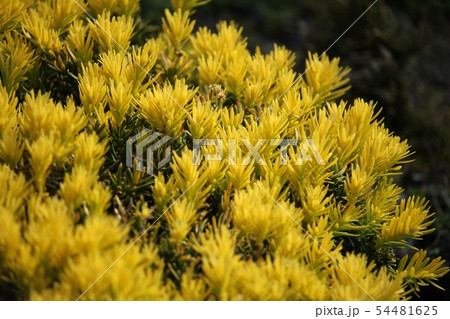 黄金伽羅木 黄金伽羅木 54481625