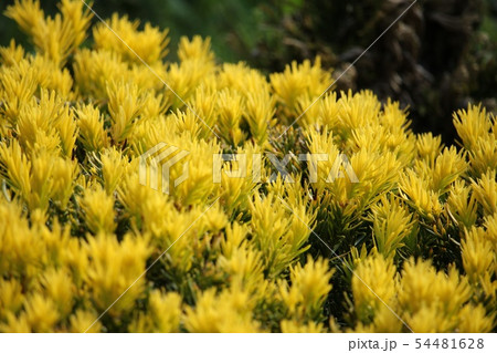 黄金伽羅木 黄金伽羅木 54481628