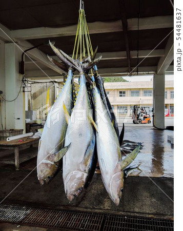 沖縄久米島パヤオのキハダマグロ釣り 沖縄久米島パヤオのキハダマグロ釣り 54481637