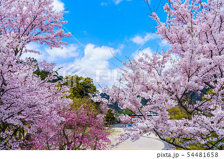 おおやまの桜　【大分県日田市大山町】 54481658