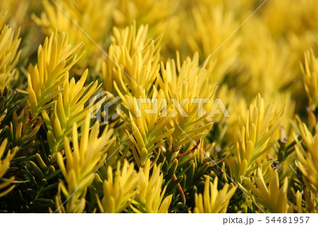 黄金伽羅木の写真素材