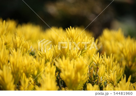 黄金伽羅木 54481960