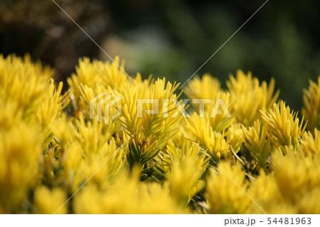 黄金伽羅木 54481963