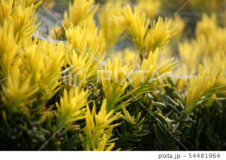 黄金伽羅木 54481964