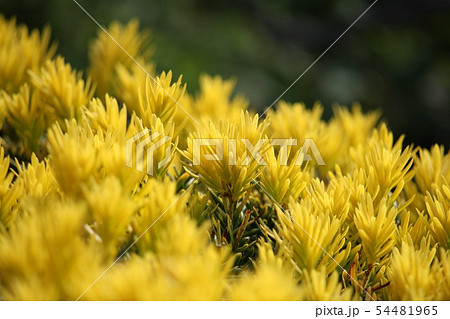 黄金伽羅木 黄金伽羅木 54481965