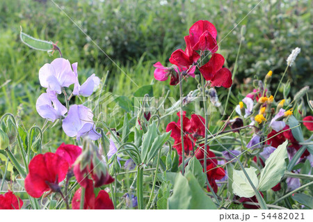 Flowers of sweet peas on the background of grass 54482021