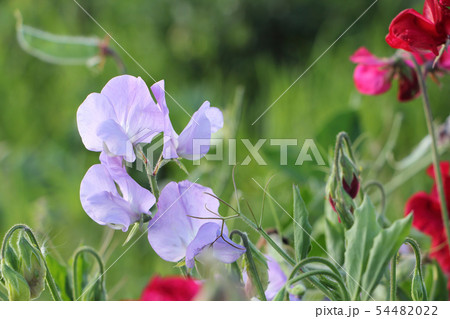 Flowers of sweet peas on the background of grass 54482022