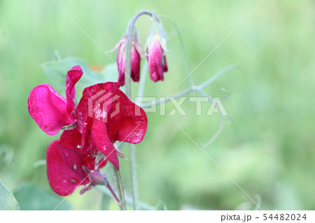 Flowers of sweet peas on the background of grass 54482024