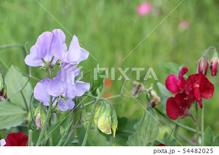 Flowers of sweet peas on the background of grass 54482025
