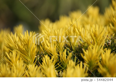 黄金伽羅木 黄金伽羅木 54482044