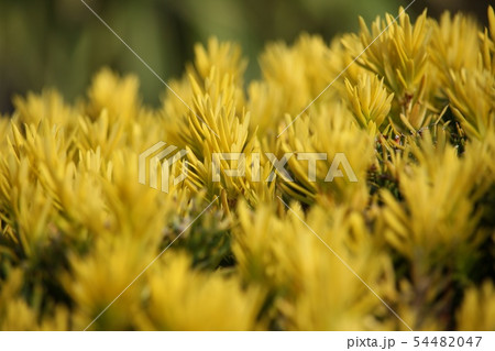 黄金伽羅木 黄金伽羅木 54482047