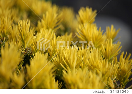 黄金伽羅木 54482049