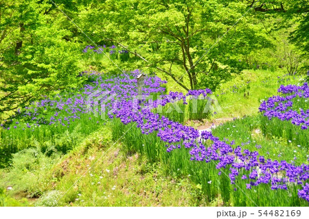 あやめの花が咲く石張水路工 54482169