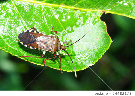 キバラヘリカメムシ 54482173