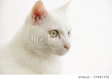 白猫 54482356