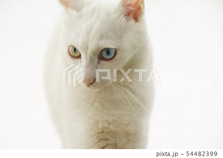 白猫 54482399