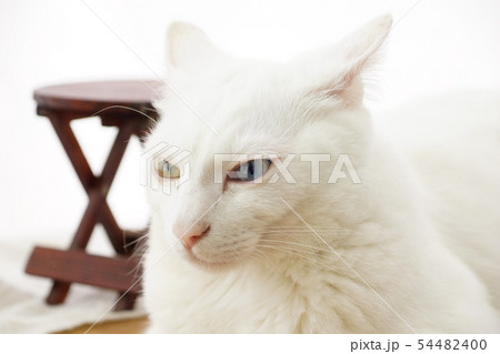 白猫 54482400