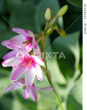 イキシア 54482430