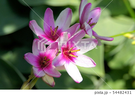 イキシア イキシア 54482431